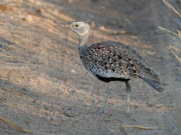 <h3><a href="/trips/safari/biota/animalia/chordata/aves/019 otidiformes/001 otididae/lophotis ruficrista/lophotis ruficrista-nl.html">Lophotis&nbsp;ruficrista</a> / Red‑crested&nbsp;korhaan / Zuid‑afrikaanse&nbsp;kuiftrap</h3>OM-1 Mark II met OLYMPUS M.300mm F4.0, 1/2000 sec  bij F4.0, ISO 1250, afstand 17.1&nbsp;m